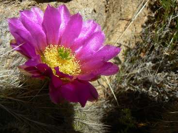 wss2011-day2-1 cactus flower.jpg (319802 bytes)